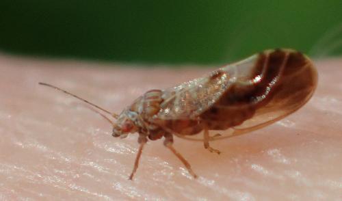 Réf. 230 260 : Cacopsylla fulguralis
